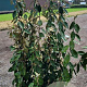 Elaeagnus ebbingei 125-150 cm 20L