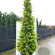 Cupressocyparis l. 'Gold Rider' 100-125 cm met kluit 30-40 haagplant
