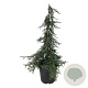 Juniperus communis 'Ristol' 100-125 cm 30L extra
