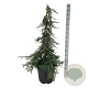 Juniperus communis 'Ristol' 100-125 cm 30L extra