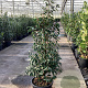 Prunus l. 'Angustifolia' 125-150 cm 25L
