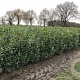 Prunus l. 'Herbergii' 100-125 cm met kluit 30-40 haagplant
