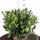 Prunus l. 'Otto Luyken' 50-60 cm met kluit haagplant
