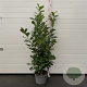 Prunus I. 'Rotundifolia' 100-125 cm 10L