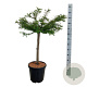 Taxodium dist. 'Secrest' 60 cm stam 15L
