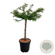 Taxodium dist. 'Secrest' 60 cm stam 15L