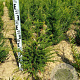 Taxus baccata 50-60 cm met kluit