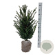 Taxus baccata 60-80 cm met kluit