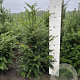 Taxus baccata 60-80 cm met kluit