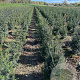 Taxus baccata 60-80 cm met kluit