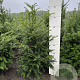 Taxus baccata 60-80 cm met kluit