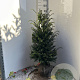 Taxus baccata 80-100 cm met kluit