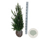 Taxus baccata 80-100 cm met kluit