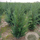 Taxus baccata 80-100 cm met kluit