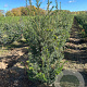 Taxus baccata 80-100 cm met kluit