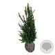Taxus baccata 80-100 cm met kluit