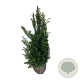 Taxus baccata 80-100 cm met kluit