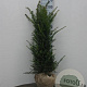 Taxus baccata 80-100 cm met kluit
