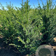 Taxus baccata 60-80 cm met kluit 30-35 haagplant