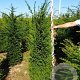 Taxus baccata 160-180 cm met kluit verplant