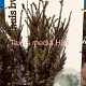 Taxus media 'Hillii' 100-125 cm met kluit