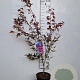 Acer pal. 'Atropurpureum' 60-80 cm 5,0L