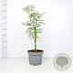 Acer pal. 'Dissectum' 40-50 cm 5,0L