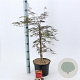 Acer pal. 'Garnet' 40-50 cm 5,0L