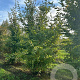 Carpinus betulus 400-450 cm draadkluit meerstammig
