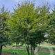Carpinus betulus 500-600 cm draadkluit meerstammig