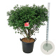 Euonymus alat. 'Compactus' 100-125 cm cont. 55L extra