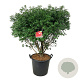 Euonymus alat. 'Compactus' 100-125 cm cont. 55L extra