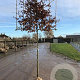 Fagus sylvatica 18-20 HO draadkluit lei 150x120