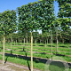 Liquidambar styraciflua 18-20 cm draadkluit lei 150x150 200 cm stam