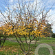 Parrotia persica 400-450 cm draadkluit meerstammig