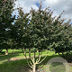Parrotia persica 400-450 cm draadkluit meerstammig