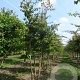 Parrotia persica 450-500 cm draadkluit meerstammig