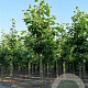Platanus hisp. 'Malburg' 300-350 cm draadkluit meerstammig