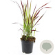 Imperata cylindrica 'Red Baron' GM C1.3