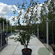 Prunus serrula 200-250 cm container meerstammig