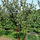 Prunus serrula 250-300 cm draadkluit meerstammig