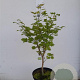 Acer shirasawanum 'Aureum' 40-50 cm 5,0L