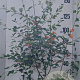 Amelanchier lamarckii 175-200 cm 20L