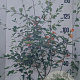 Amelanchier lamarckii 175-200 cm 20L