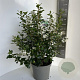 Escallonia 'Iveyi' 40-50 cm 5,0L
