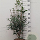 Euonymus alatus 60-80 cm 10L
