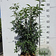 Euonymus alatus 60-80 cm 10L