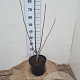 Juglans nigra 80-100 cm 7,5L