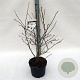 Magnolia stellata 60-80 cm 10L