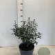 Osmanthus burkwoodii 40-60 cm 7,5L